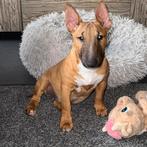 Te koop mini Bull Terrier, Dieren en Toebehoren, Particulier, Rabiës (hondsdolheid), 15 weken tot 1 jaar, Overige rassen