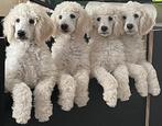 Koningspoedel, (Grote Poedel) pups, met stamboom, Dieren en Toebehoren, België, Particulier, Rabiës (hondsdolheid), Overige rassen