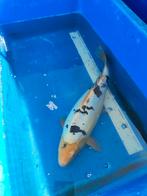 Koi 40 cm slechts 175 euro eventueel bezorgd aan huis, Karper of Koi