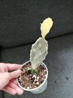 Opuntia variegata ghost, Huis en Inrichting, Kamerplanten, Ophalen of Verzenden, Overige soorten, Minder dan 100 cm