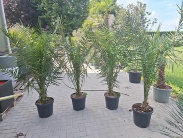 Phoenix canariensis, dadelpalm palmboom  beschikbaar voor biedingen