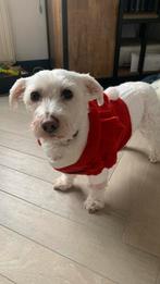 Hondenjasje kerst klein hondje, Ophalen of Verzenden, Zo goed als nieuw, Hondenjas