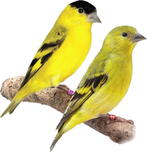 Mooi koppel Yarrelsijsen beschikbaar, Dieren en Toebehoren, Vogels | Overige Vogels, Tropenvogel, Meerdere dieren, Geringd