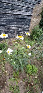 Margriet, Ophalen of Verzenden, Volle zon