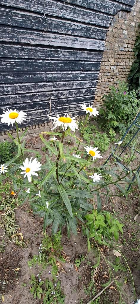 Margriet, Tuin en Terras, Bloembollen en Zaden, Volle zon, Ophalen of Verzenden