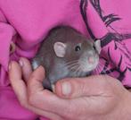 2 ratjes, Dumbo dames met kooi, Rat, Juli, Vrouwelijk, Tam