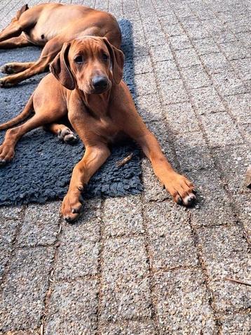 Rhodesian ridgeback teefje. beschikbaar voor biedingen