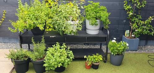 Verse kruiden inclusief. Potten alles voor 35 euro, Tuin en Terras, Bloembakken en Plantenbakken, Gebruikt, Hout, Minder dan 60 cm