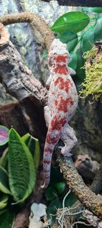 Gargoyle Gekko, Dieren en Toebehoren, Hagedis, Tam, 0 tot 2 jaar