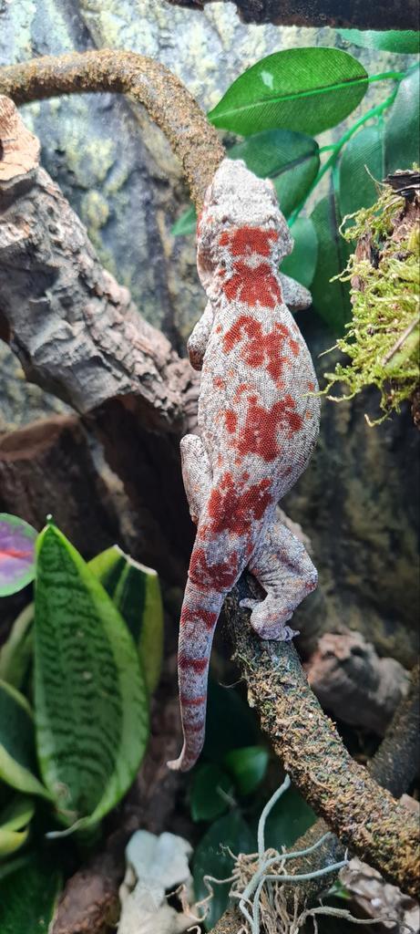Gargoyle Gekko, Dieren en Toebehoren, Reptielen en Amfibieën, Hagedis, 0 tot 2 jaar, Tam