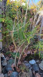 Gewone Vlier (Sambucus nigra) - Robuuste struik, Overige soorten, Lente, 100 tot 250 cm, Ophalen