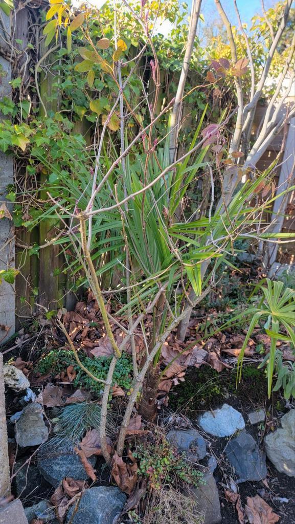 Gewone Vlier (Sambucus nigra) - Robuuste struik, Tuin en Terras, Planten | Bomen, Overige soorten, 100 tot 250 cm, Volle zon, Lente