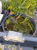 Vijverplanten, oeverplanten en zuurstof planten., Ophalen, Zo goed als nieuw, Overige typen
