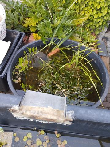 Vijverplanten, oeverplanten en zuurstof planten.  beschikbaar voor biedingen
