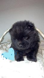 te koop mini chow chow (zaterdag het nest verlaten), Overige rassen, Meerdere, Meerdere dieren, Nederland