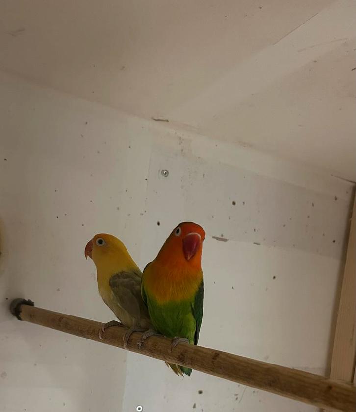 Mooi bewezen koppel fischeri, Dieren en Toebehoren, Vogels | Parkieten en Papegaaien, Dwergpapegaai of Agapornis, Meerdere dieren