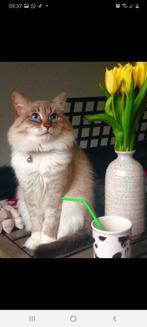 Siberische kat, Dieren en Toebehoren, Kater