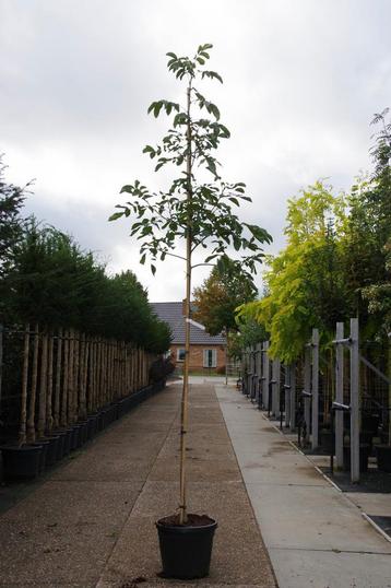 Juglans broadview bucaneer walnoten notenboom beschikbaar voor biedingen