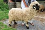Walliser Schwarznase ramlam DIRK, Dieren en Toebehoren, Mannelijk, Schaap, 0 tot 2 jaar