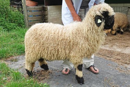 Walliser Schwarznase ramlam DIRK, Dieren en Toebehoren, Schapen, Geiten en Varkens, Schaap, Mannelijk, 0 tot 2 jaar
