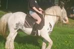 tinker ruin Henk d pony, Dieren en Toebehoren, Gechipt, Ruin, 3 tot 6 jaar, Recreatiepony