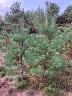 Grove Dennen, Pijnbomen, Pinus Sylvestris te koop, Tuin en Terras, Planten | Bomen, Bloeit niet, Overige soorten, 250 tot 400 cm