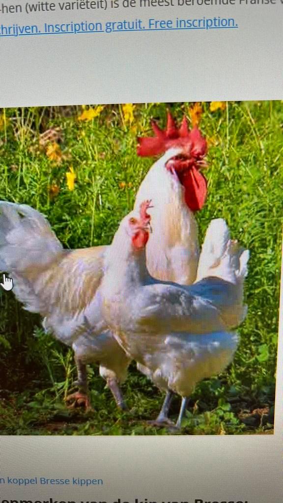 poule de bresse hennen (4x + evt haan), Dieren en Toebehoren, Pluimvee, Kip, Meerdere dieren