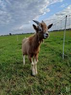 Toggenburger Bokje, Dieren en Toebehoren, Schapen, Geiten en Varkens, Mannelijk, Geit, 0 tot 2 jaar