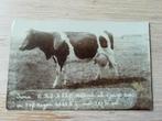 fotokaart van koe "Irma"   N. Huijsman, Ophalen, 1920 tot 1940, Ongelopen, Overige soorten