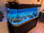 Aquarium +-650 liter met cichliden | Grote Aquarium |, Dieren en Toebehoren, Vissen | Aquaria en Toebehoren, Ophalen, Gebruikt