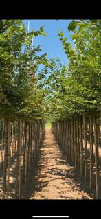 Carpinus betulus te koop! (Haagbeuk), Ophalen, Bloeit niet, Leiboom, Halfschaduw