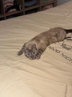 Heel mooie raskat genaamd Charlie, Dieren en Toebehoren, Poes, Ontwormd, 0 tot 2 jaar