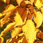 Haagbeuk carpinus betulus, Tuin en Terras, Ophalen of Verzenden, Beukenhaag, 100 tot 250 cm