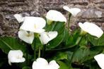 Witte aronskelken in ruime potten, Tuin en Terras, Planten | Tuinplanten, Halfschaduw, Zomer, Vaste plant, Vijverplanten