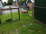 2  bonte rammen, Dieren en Toebehoren, Schapen, Geiten en Varkens, Mannelijk, Schaap, 0 tot 2 jaar