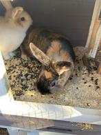 2 konijnen te koop, zusjes., Dieren en Toebehoren, Konijnen, Vrouwelijk, Middelgroot, 0 tot 2 jaar