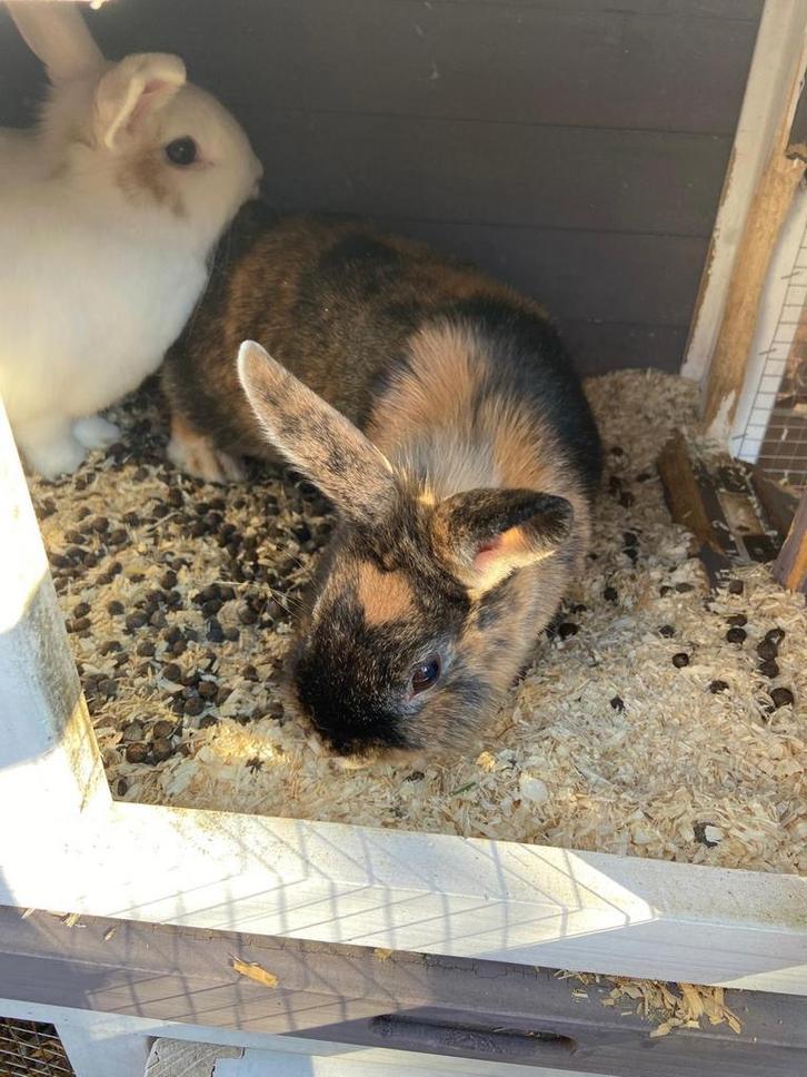 2 konijnen te koop, zusjes., Dieren en Toebehoren, Konijnen, Middelgroot, Vrouwelijk, 0 tot 2 jaar