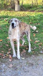 ECHTE HONDENLIEFHEBBER GEZOCHT VOOR ZEER LIEVE REU JUMBO, Dieren en Toebehoren, Particulier, Rabiës (hondsdolheid), Reu, Buitenland