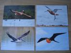 Set Postkaarten Vogels, Ophalen of Verzenden, Dier of Natuur, Postfris