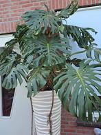 Mega monstera gaten plant, Overige soorten, Halfschaduw, Ophalen