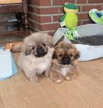 Pekinees puppies, reutjes, Meerdere, Meerdere dieren, Pekingees of Dwergspaniel, Nederland
