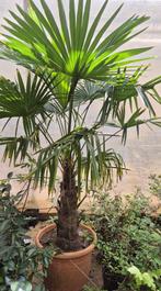 Palm | trachycarpus wagnerianus, Minder dan 100 cm, Zomer, Palmboom, Ophalen