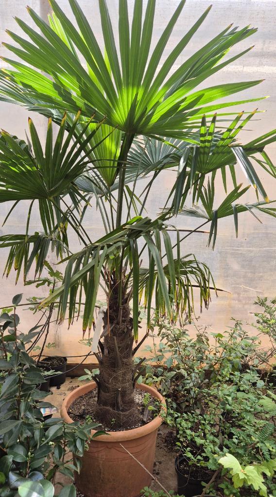 Palm | trachycarpus wagnerianus, Tuin en Terras, Planten | Bomen, Palmboom, Minder dan 100 cm, Volle zon, Zomer, In pot, Ophalen