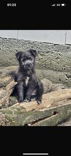 Puppy ter adoptie, Particulier, Rabiës (hondsdolheid), 15 weken tot 1 jaar, Reu