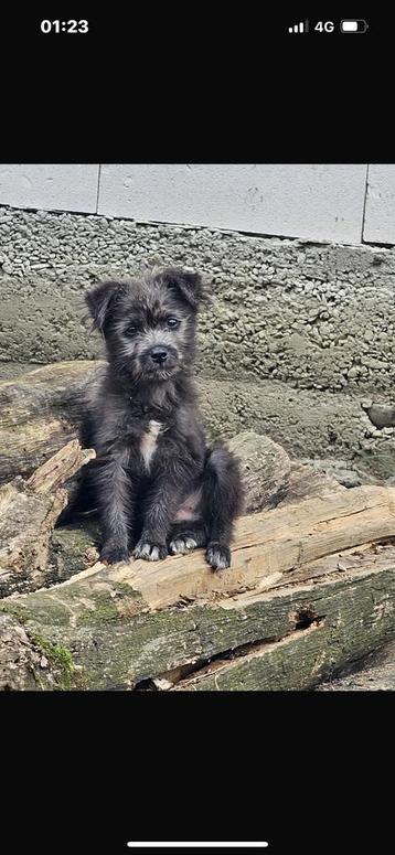 Puppy ter adoptie beschikbaar voor biedingen