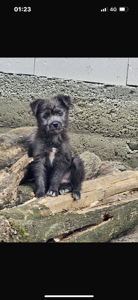Puppy ter adoptie, Dieren en Toebehoren, Honden | Niet-rashonden, Groot, Reu, Particulier, Eén hond, Buitenland, 15 weken tot 1 jaar