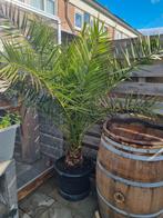 Phoenix Canariensis Palm - 2 meter hoog, Ophalen, Bloeit niet, Overige soorten, Volle zon