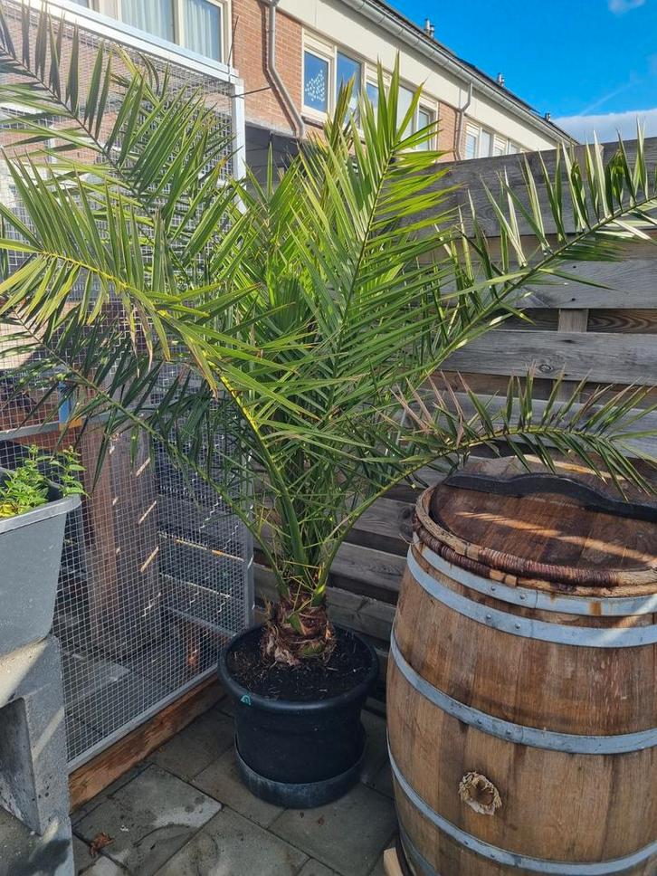 Phoenix Canariensis Palm - 2 meter hoog, Tuin en Terras, Planten | Tuinplanten, Overige soorten, Volle zon, Bloeit niet, Ophalen