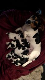 Jack Russell puppies. 2 reutjes en 3 teefjes., Dieren en Toebehoren, Honden | Jack Russells en Terriërs, Rabiës (hondsdolheid)