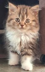 Prachtige Britse langhaar kittens, Dieren en Toebehoren, Katten en Kittens | Raskatten | Langhaar, Meerdere dieren, Gechipt, 0 tot 2 jaar